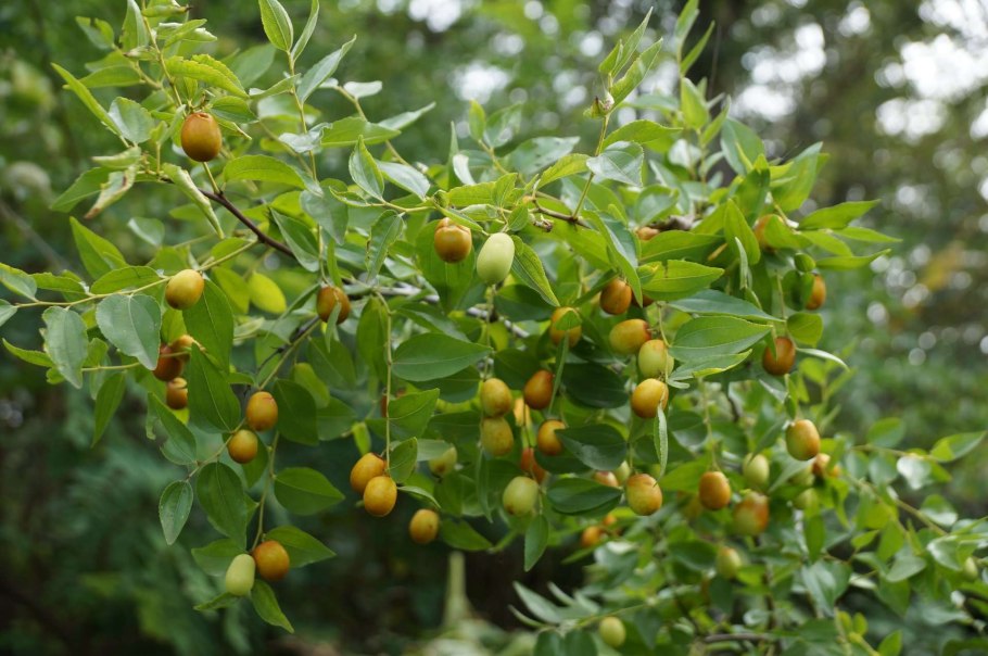 Зизифус мавританский