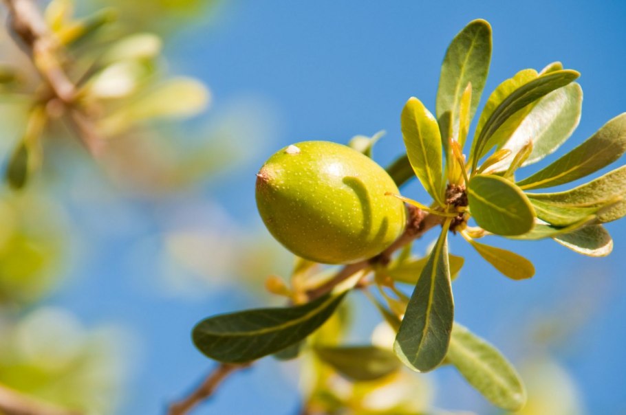 Масло каритэ Shea Butter