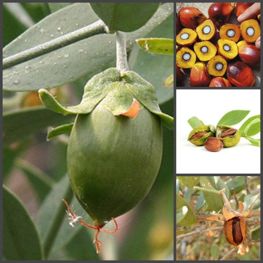 Жожоба лягушка