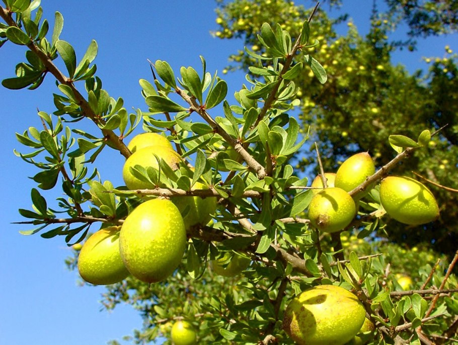 Жожоба кустарник