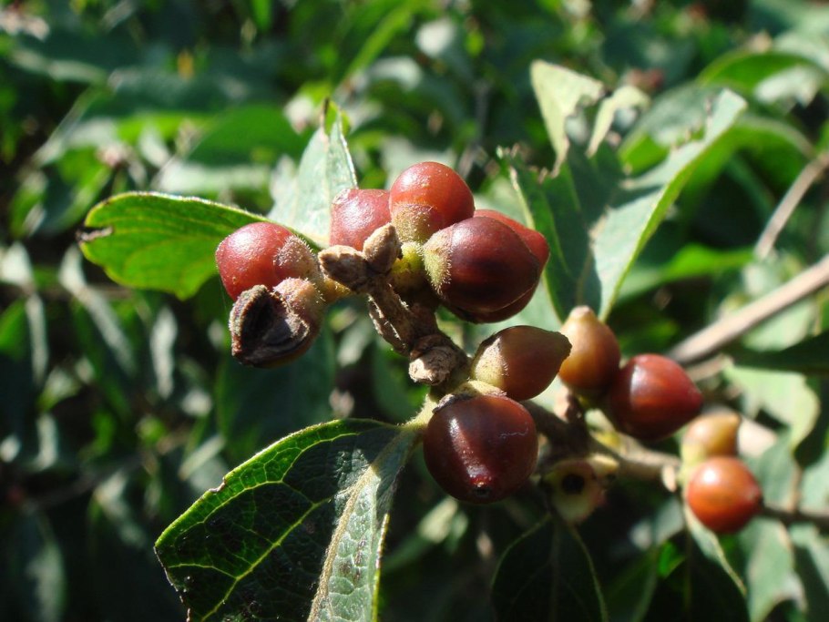 Жожоба растение