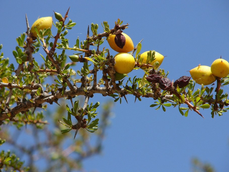 Китайский финик ююба