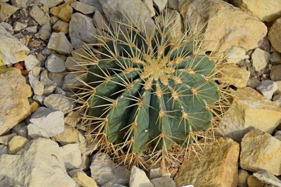 Ferocactus gracilis jmt347, km193 to Laguna Chapala