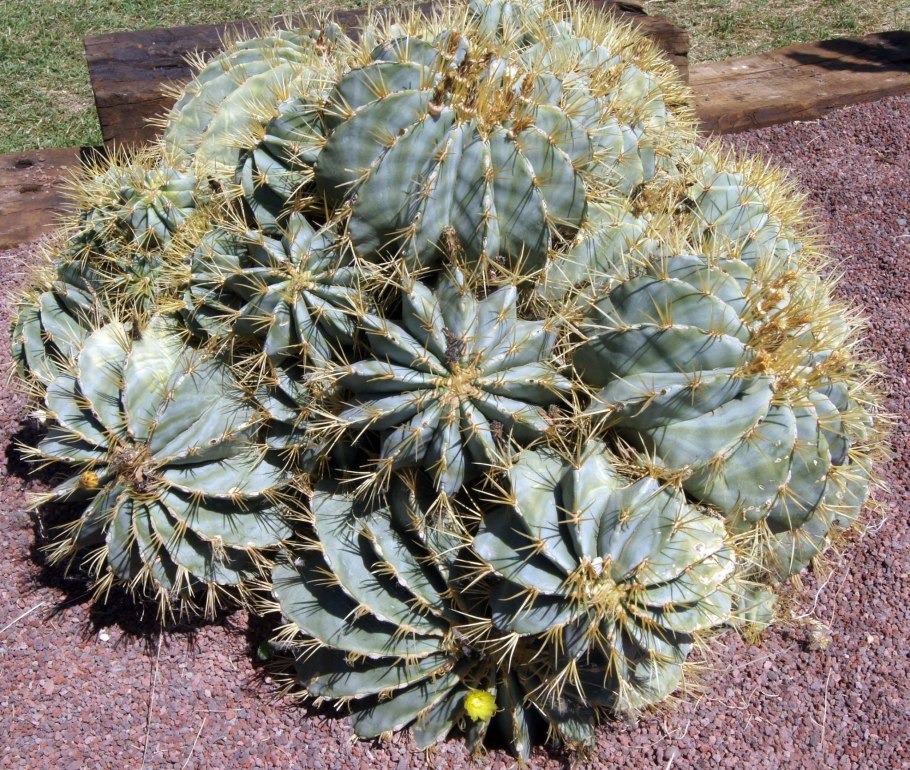 Ферокактус глауцесценс Ferocactus glaucescens