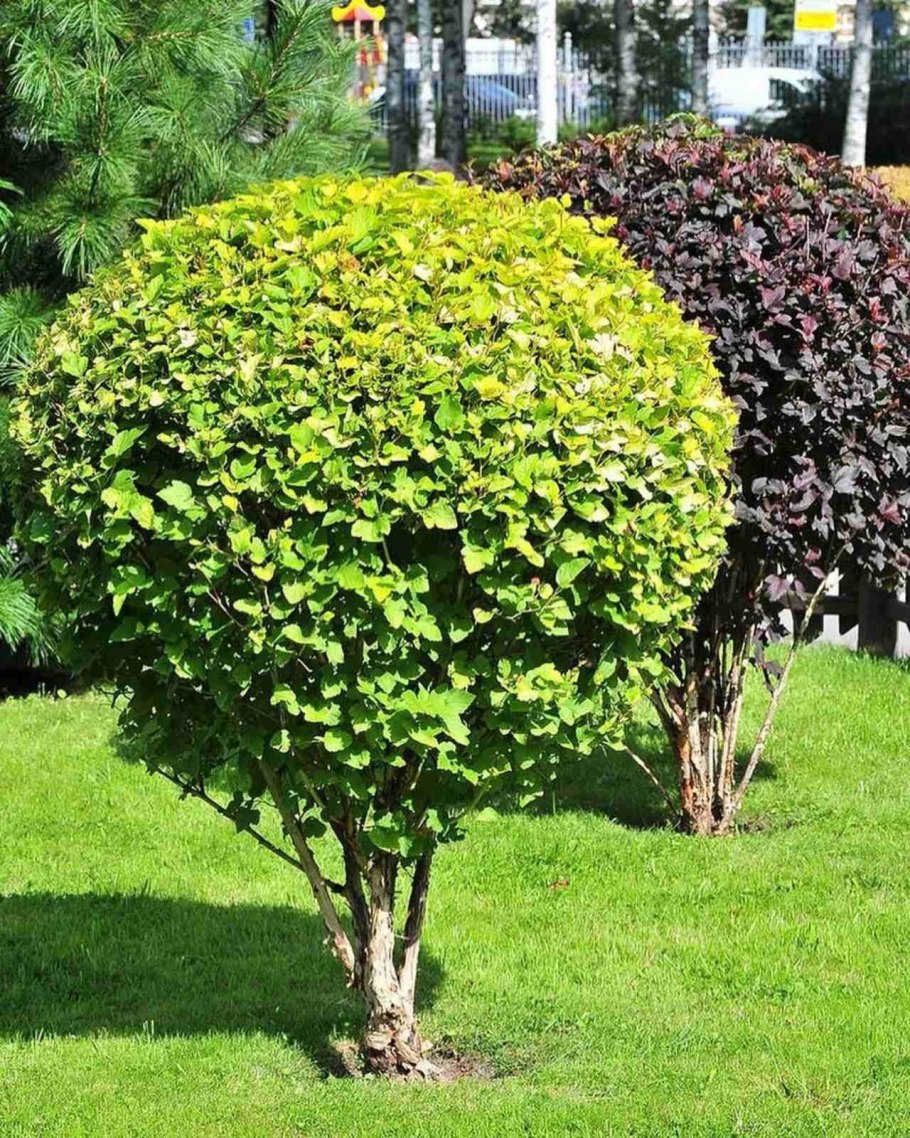 Туя, дерен, пузыреплодник