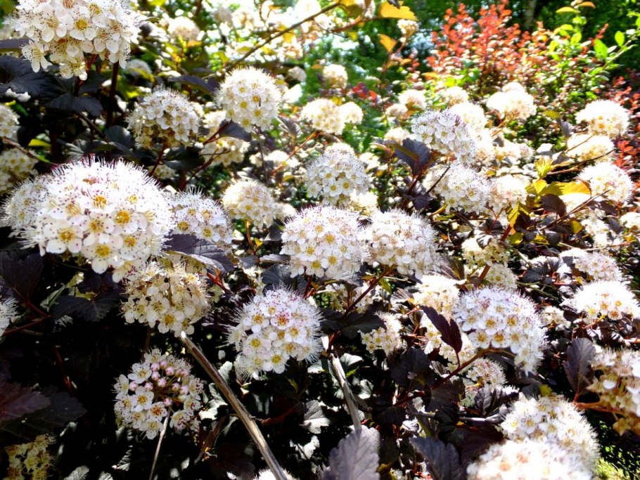 Пузыреплодник калинолистный Dart's Gold