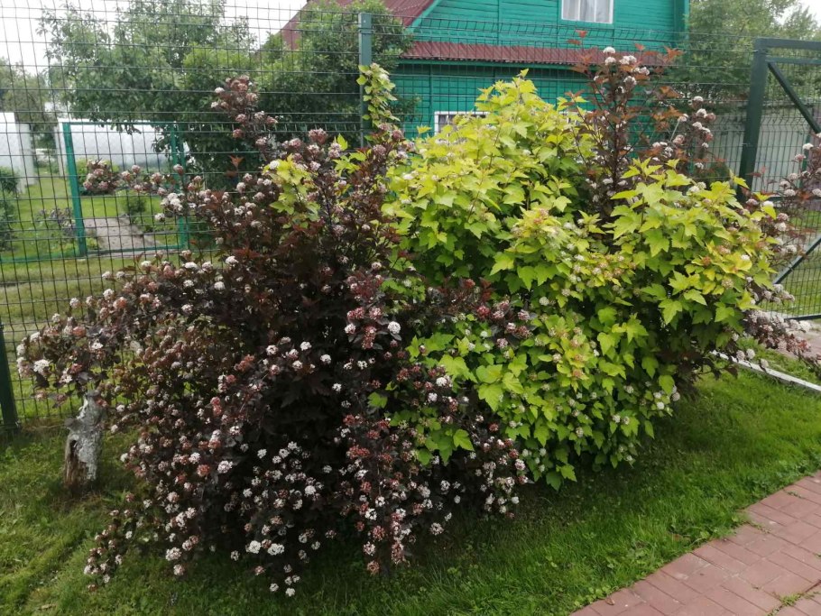 Пузыреплодник ждеховице