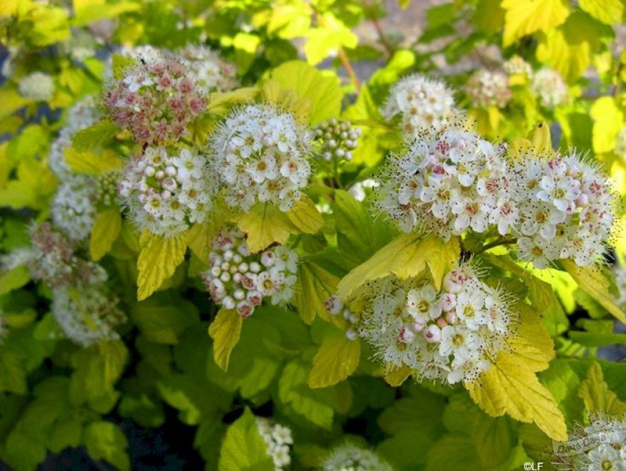 Пузыреплодник калинолистный (Physocarpus opulifolius)