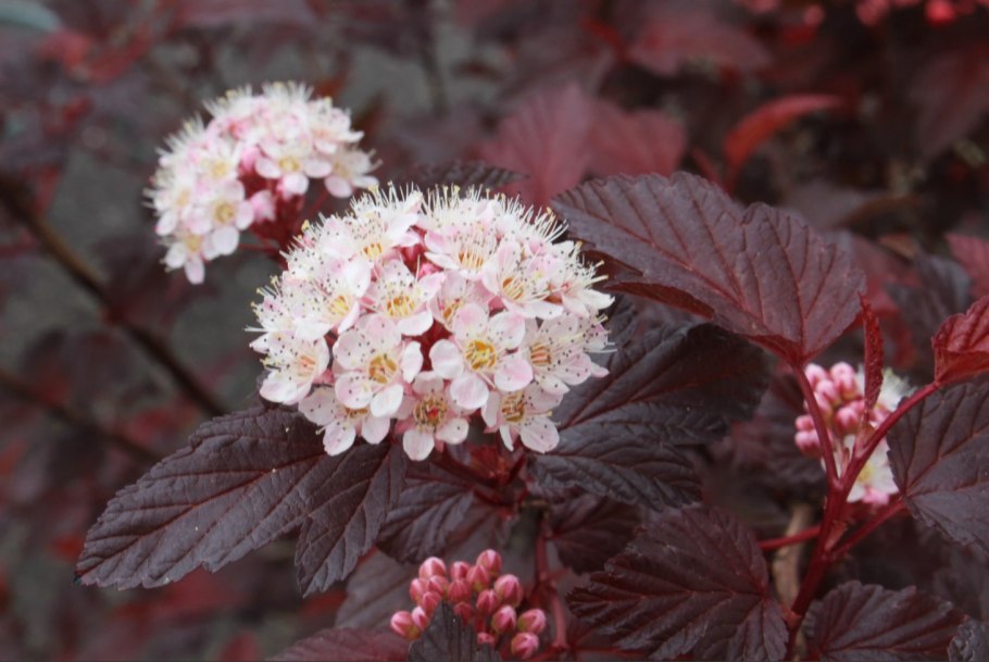 Пузыреплодник калинолистный (Physocarpus opulifolius)