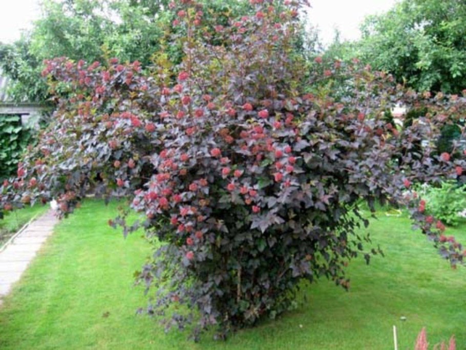 Пузыреплодник калинолис