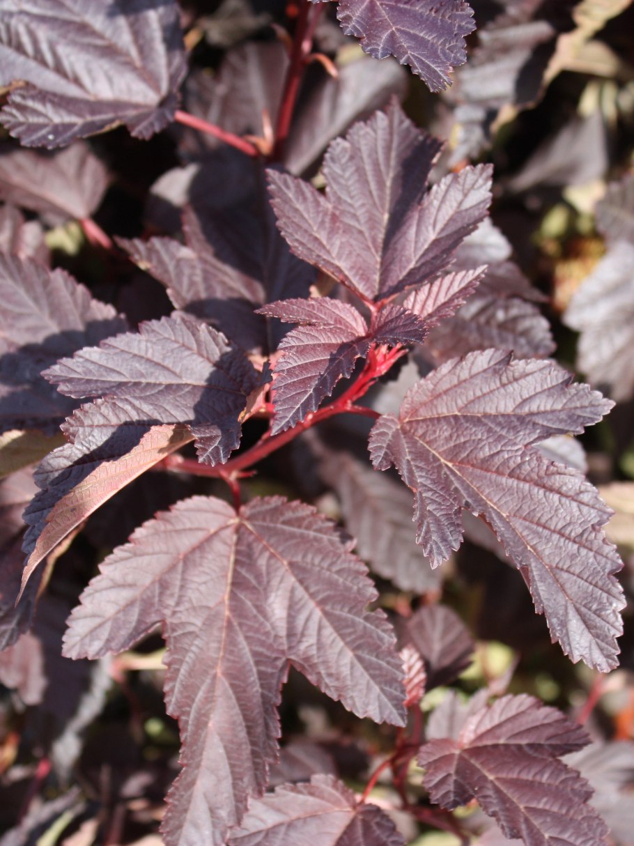 Пузыреплодник калинолистный Diablo