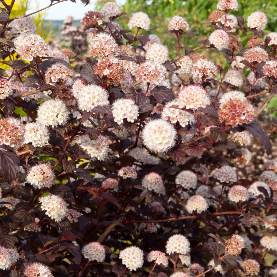 Пузыреплодник калинолистный Диаболо