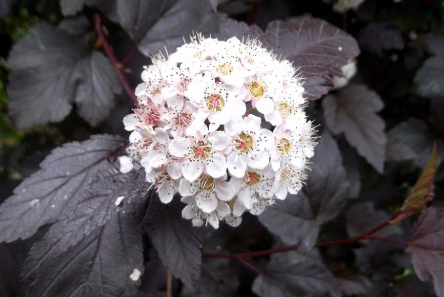 Physocarpus opulifolius Diabolo