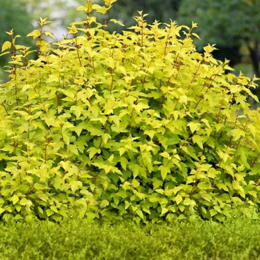 Пузыреплодник калинолистный Diabl