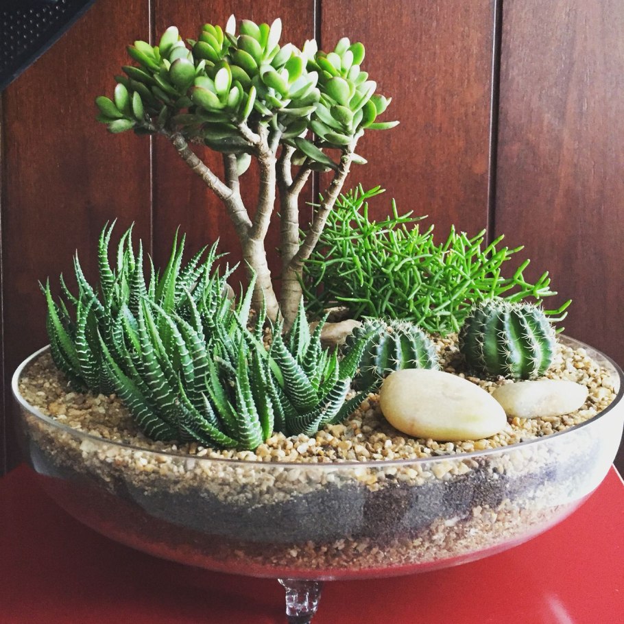 Кактусовые Суккуленты