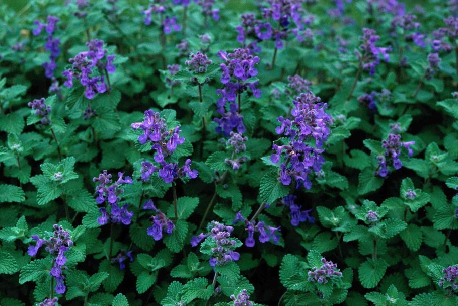 Blue Wonder Catmint