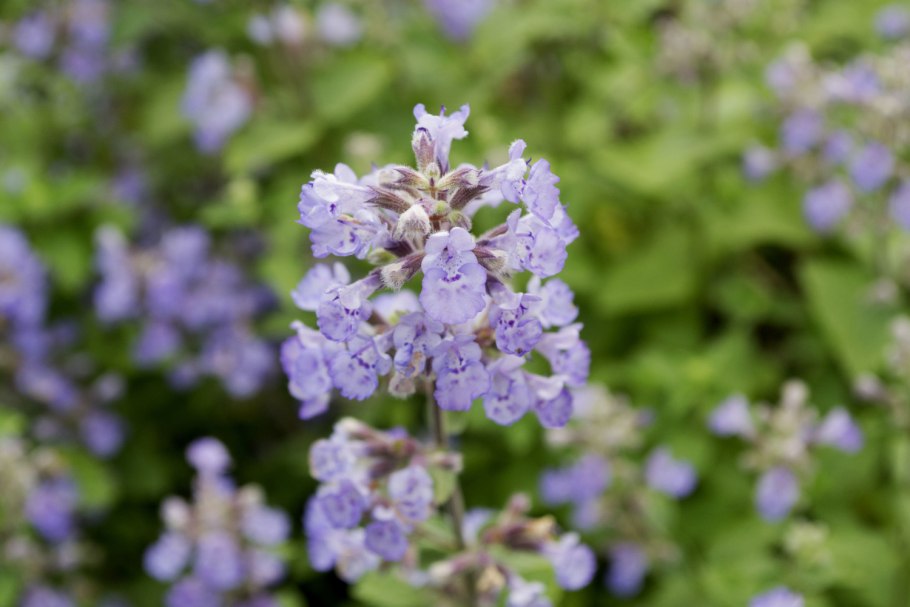 Котовник (Nepeta) faassenii purrsian Blue