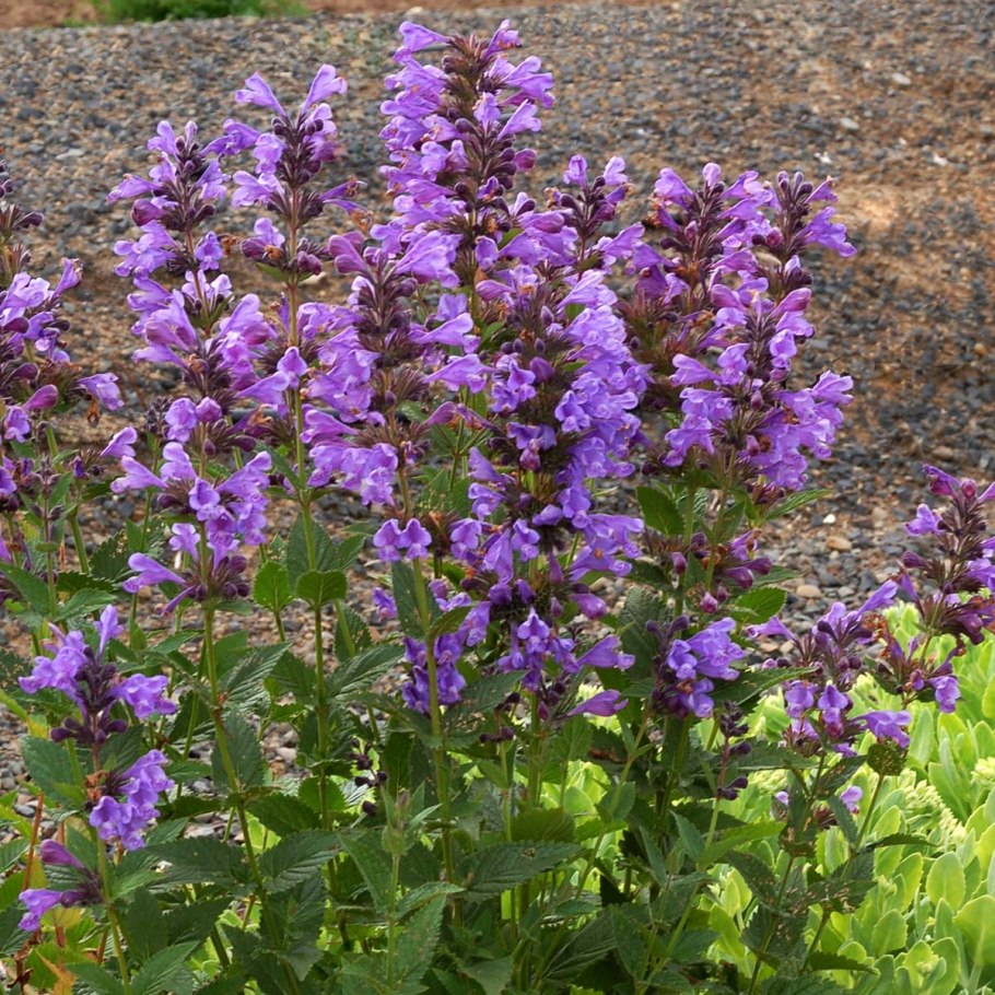 Котовник (Nepeta)