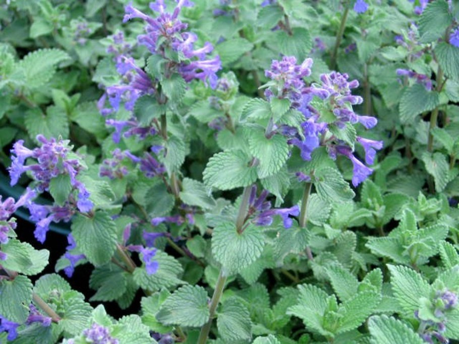 Котовник racemosa ’Blue Wonder’