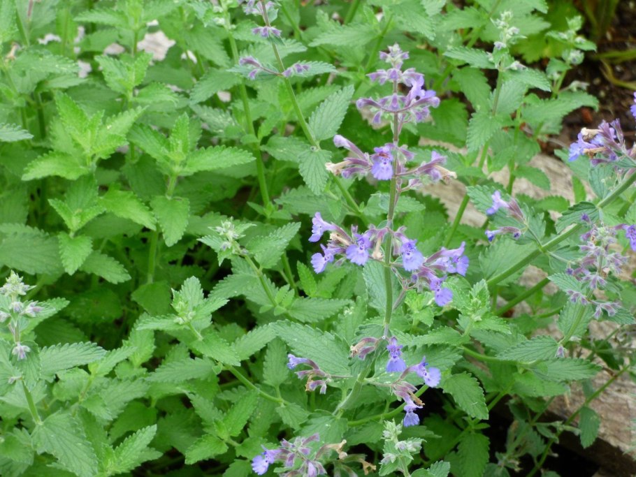Котовник Муссини Nepeta mussinii