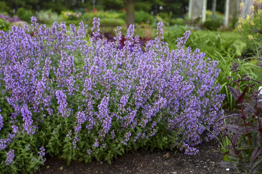 Nepeta faassenii