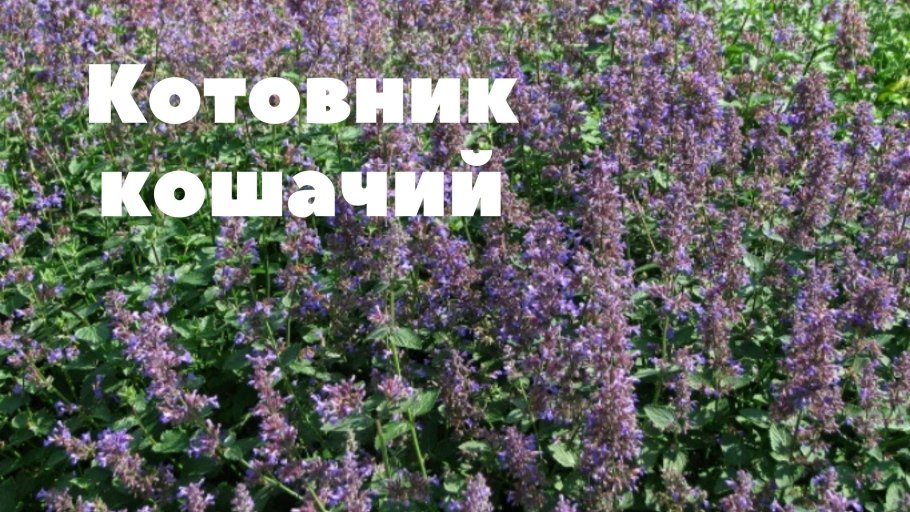 Котовник кошачий Базилио