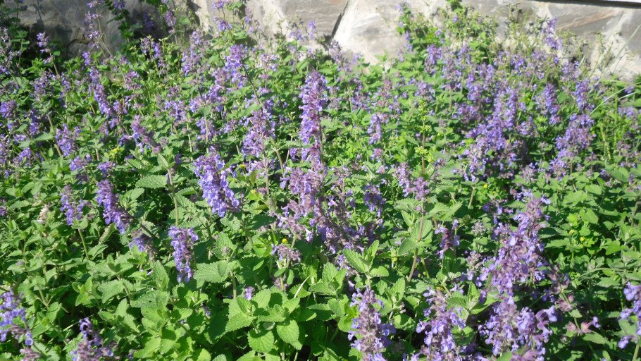 Котовник racemosa