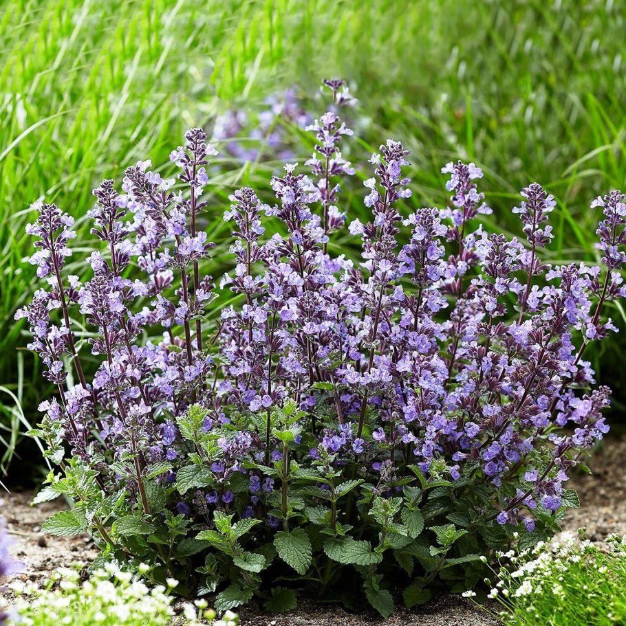 Котовник Фассена (Nepeta
