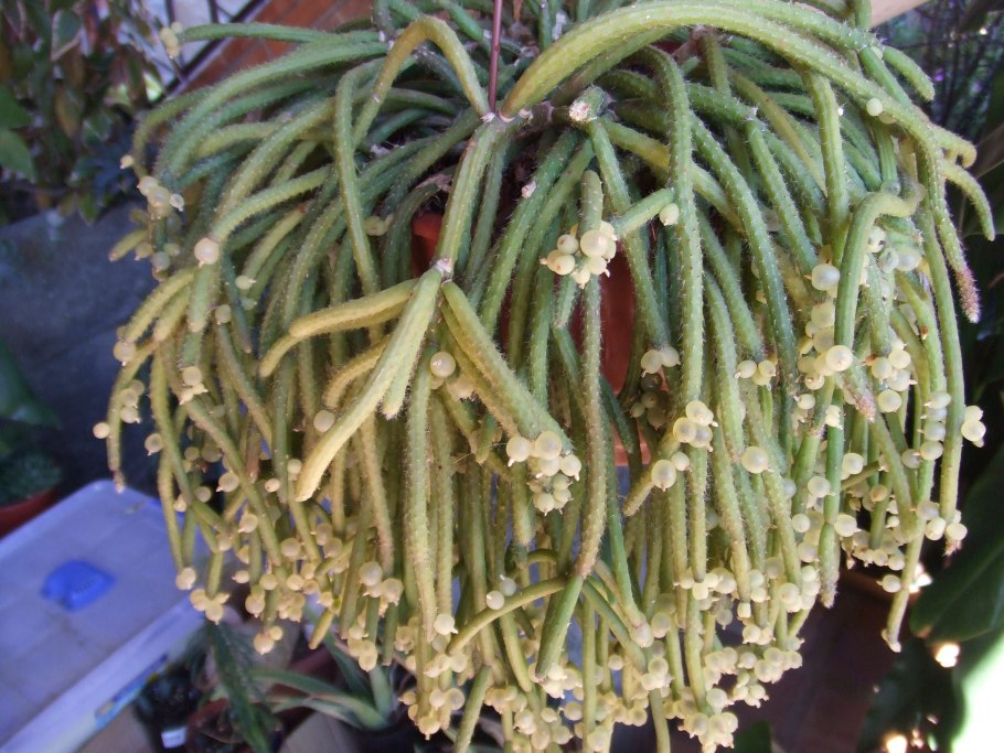 Рипсалис грандифлора