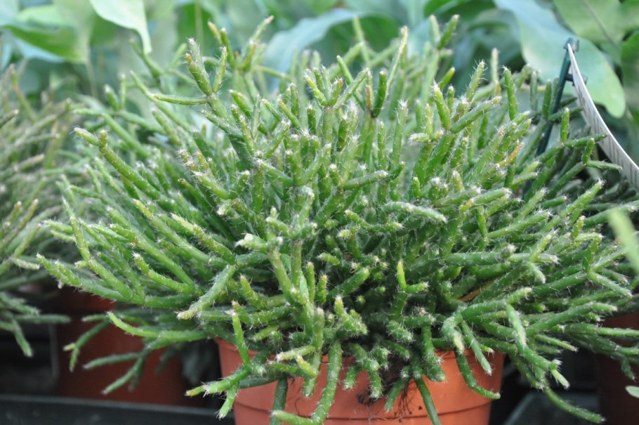 Рипсалис хатиора