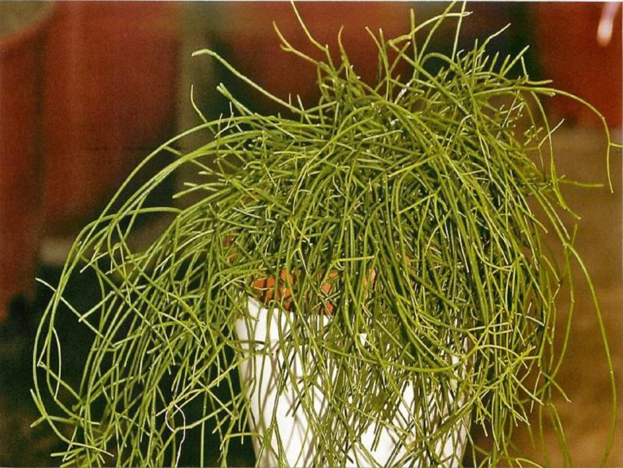 Растение рипсалис Кассута