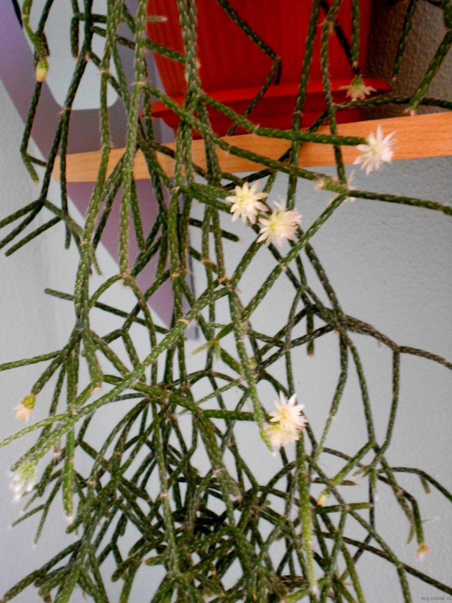 Рипсалис Кассута цветение