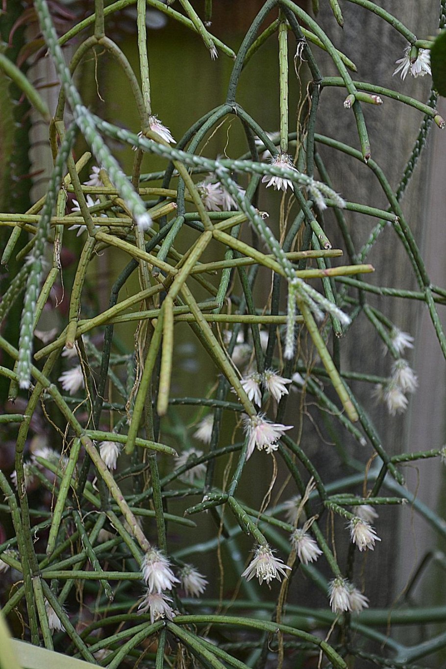 Кактус рипсалис Барчела