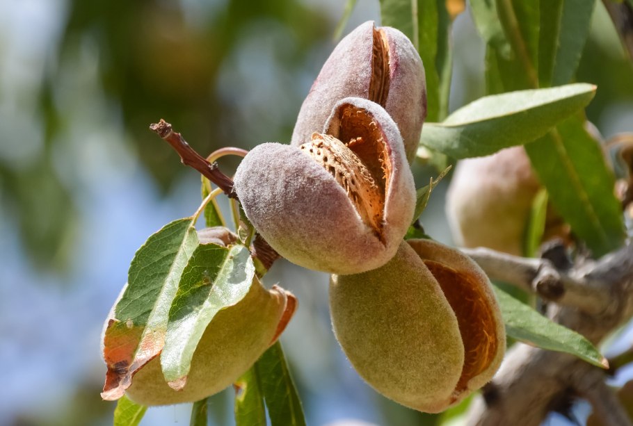 Миндаль Бухарский