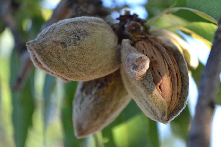 Миндаль обыкновенный плод