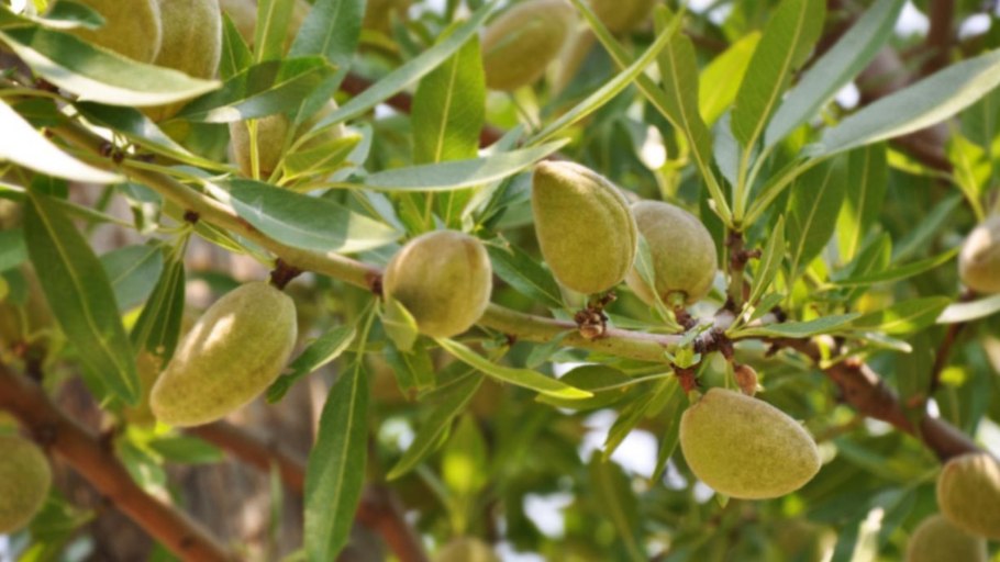 Amygdalus communis l. – миндаль обыкновенный