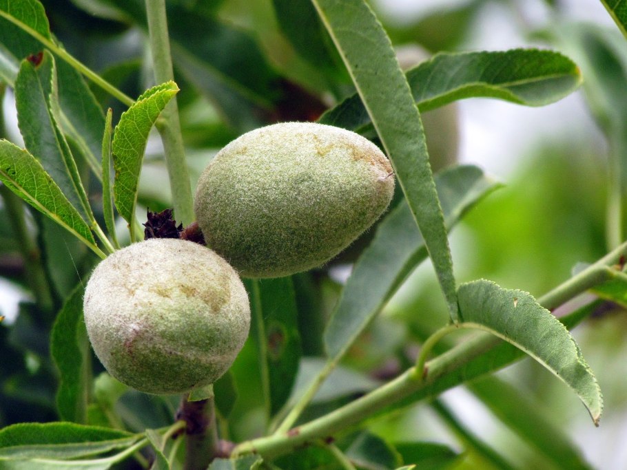 Миндаль Никитский