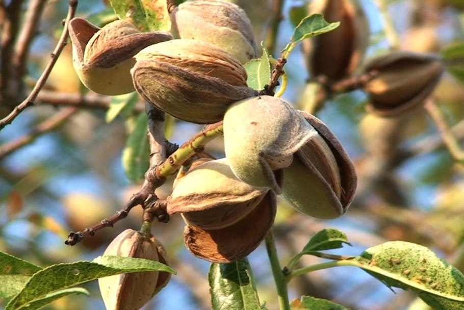 Миндаль орех дерево