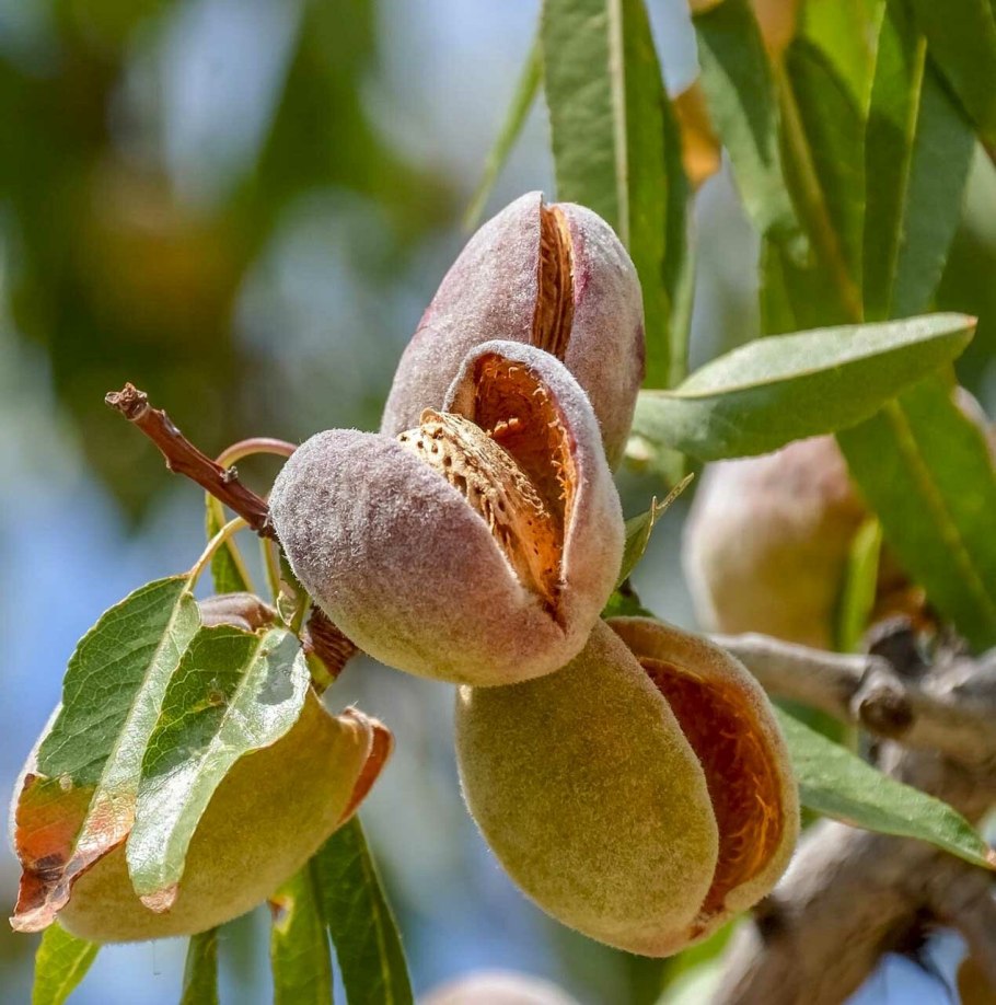 Миндаль Бухарский