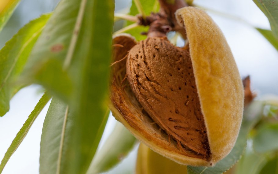 Миндаль антик