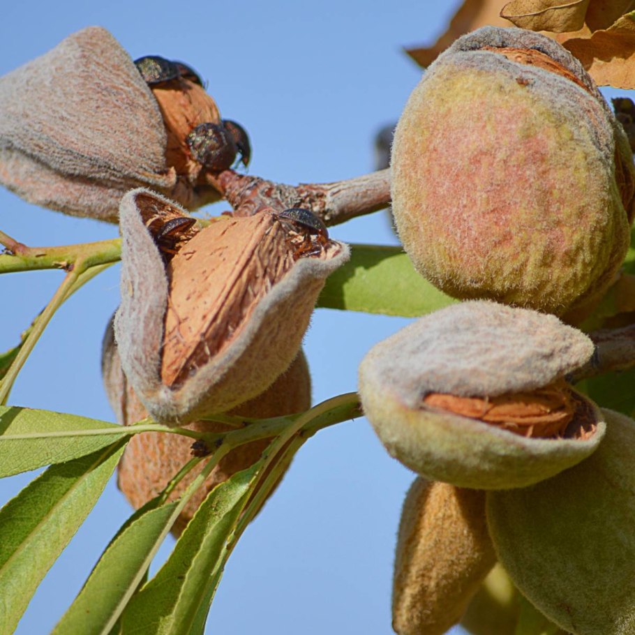 Саженцы миндаль Амаретто