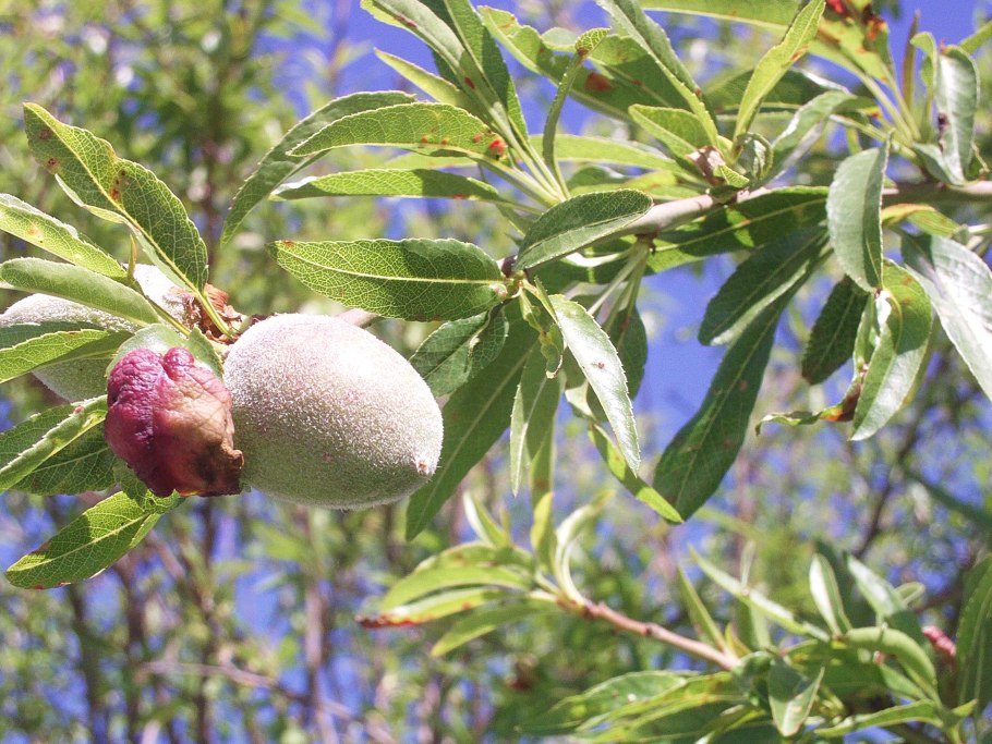 Миндаль кустарник плоды