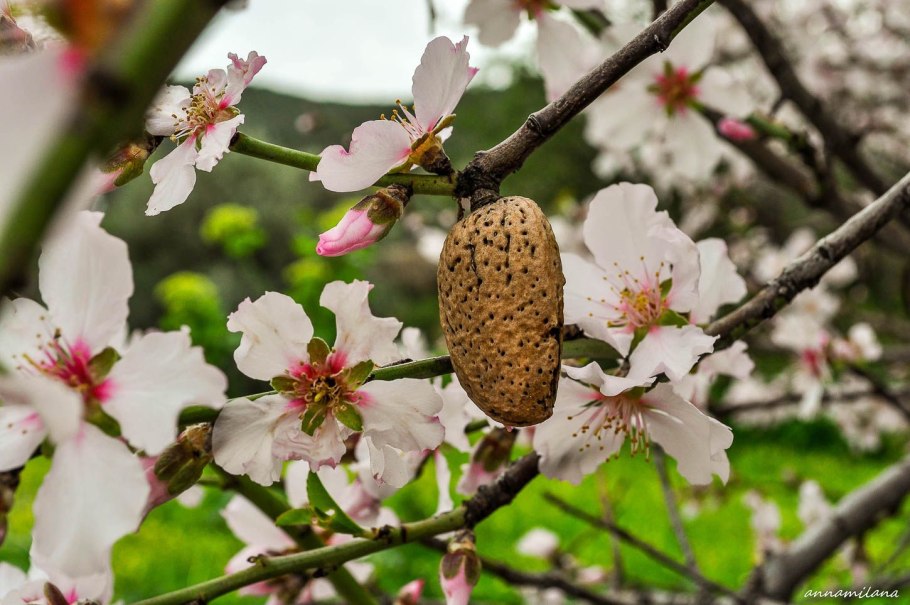 Prunus Amygdalus плодовые деревья