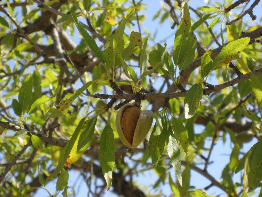 Плоды миндаля на дереве