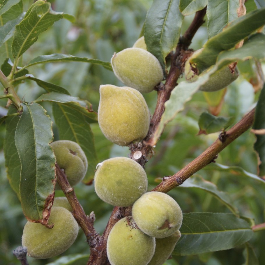 Миндальное дерево плоды