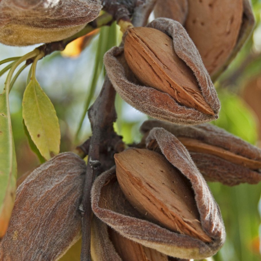 Миндаль Делон