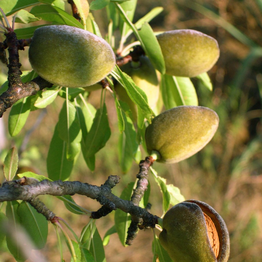 Миндаль бумажноскорлупный