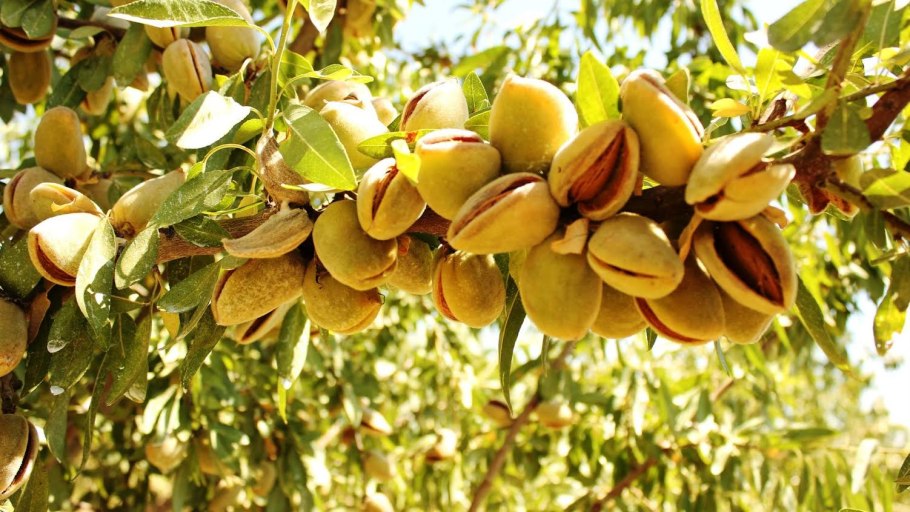 Миндаль Амаретто дерево