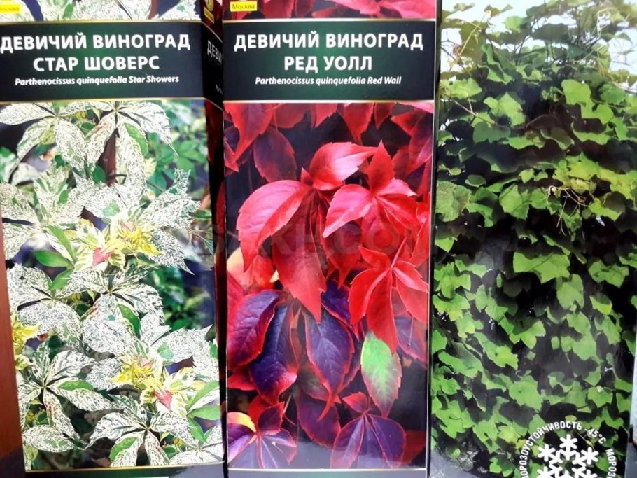 Девичий виноград Parthenocissus quinquefolia