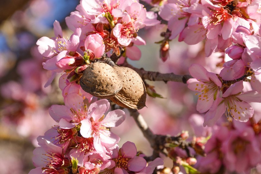 Миндаль Форос